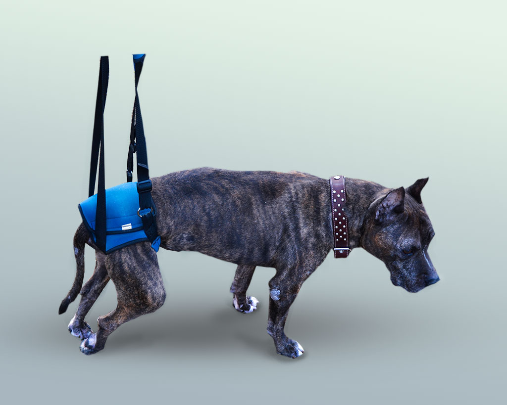 Ходунки для собак для задних лап